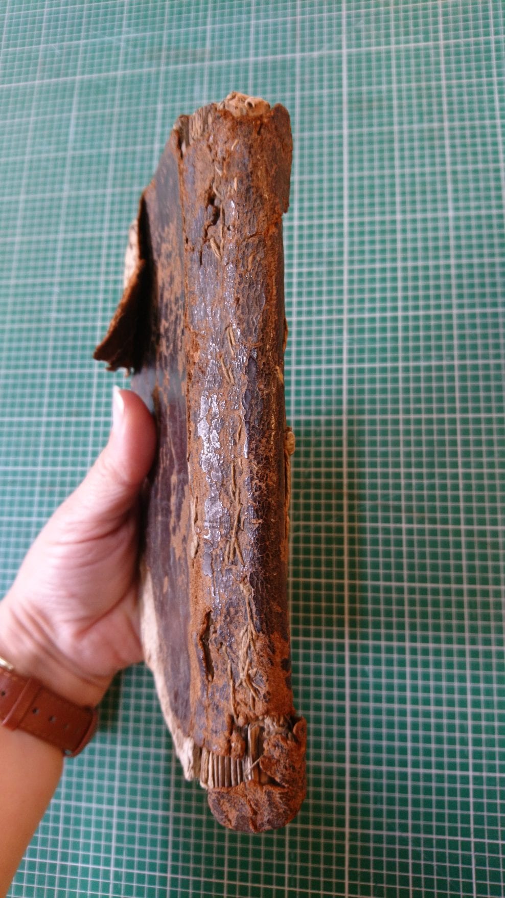 Spine before conservation
