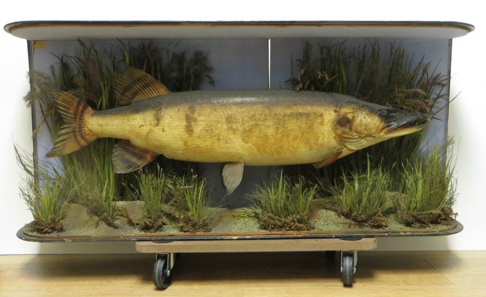 Conservation of taxidermy Pike specimen in glass fronted display case, City of London School