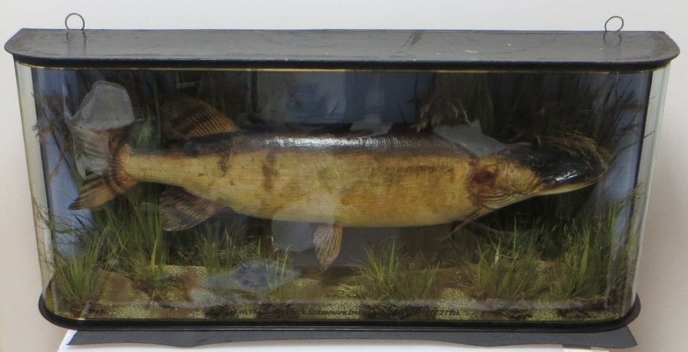 Conservation of taxidermy Pike specimen in glass fronted display case, City of London School