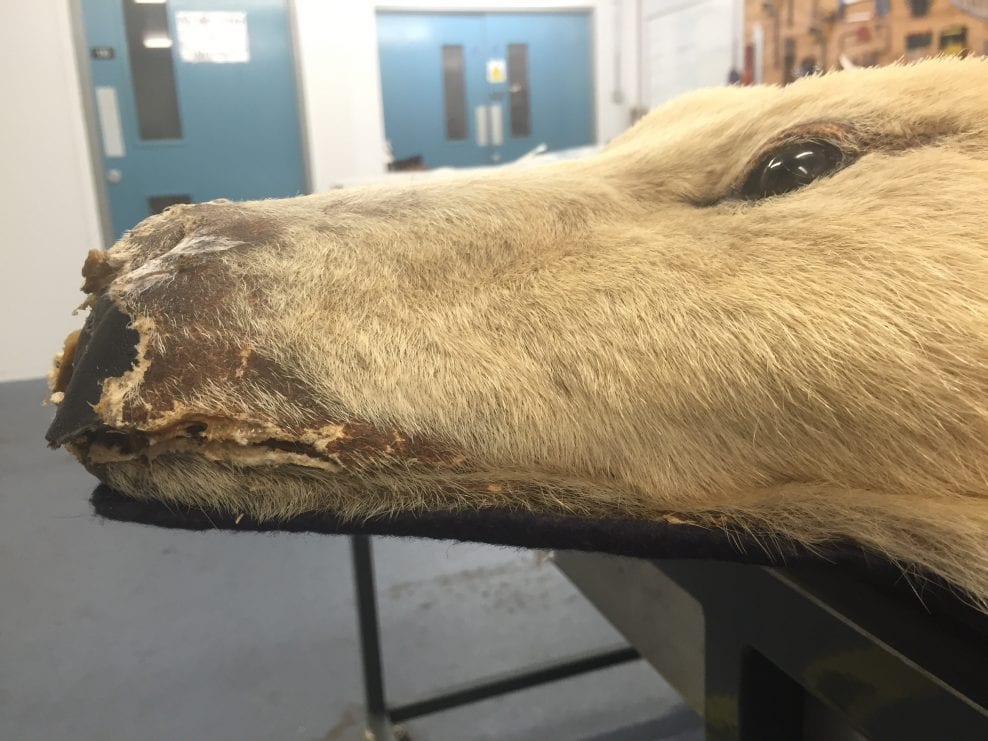 showing the damage to the nose and eyes