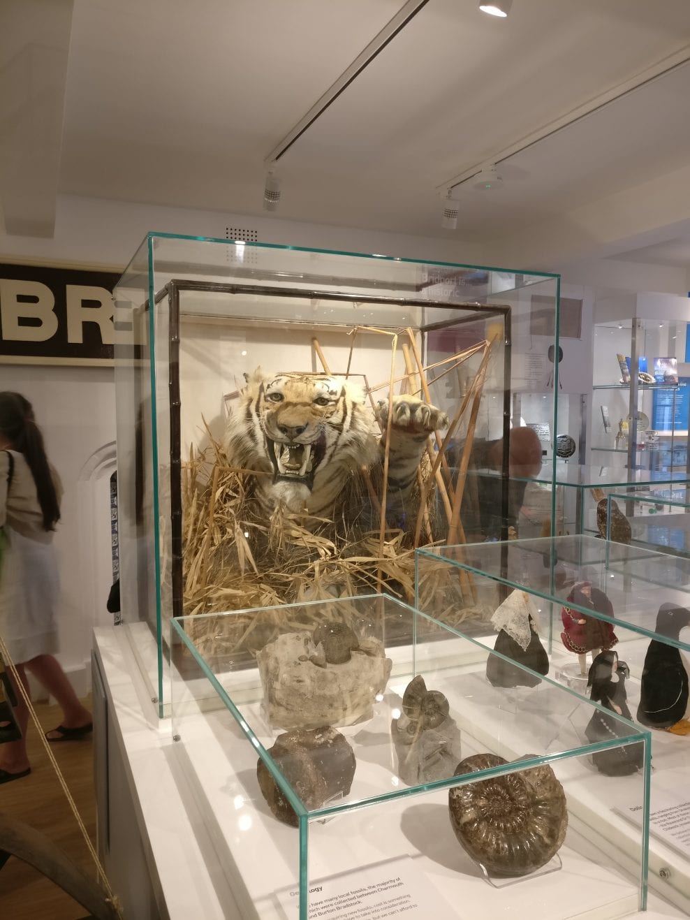 Bridport Museum Redevelopment