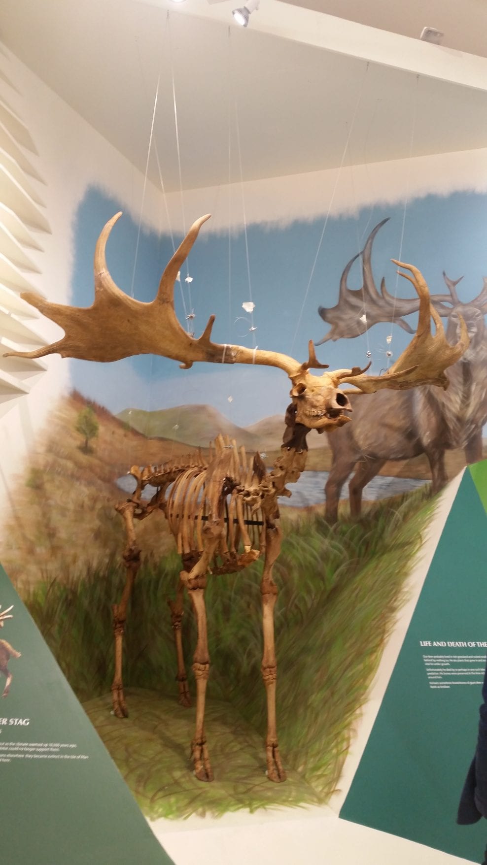 Manx Giant Deer after conservation and installation