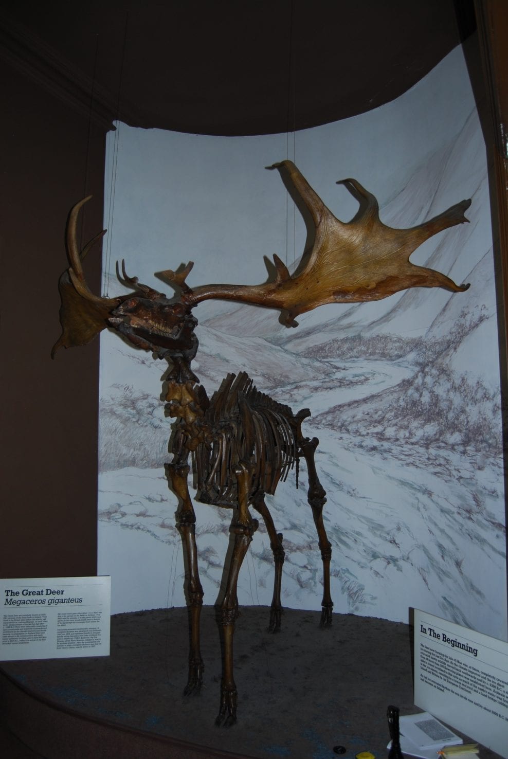 Manx Giant Deer before conservation and installation