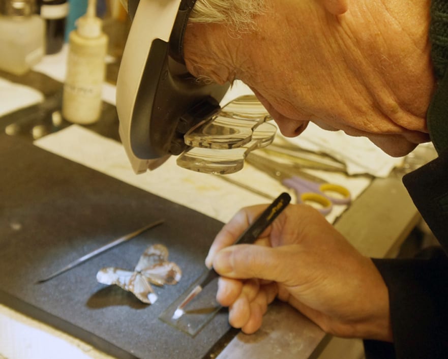 Repair of damaged lepidopterans.