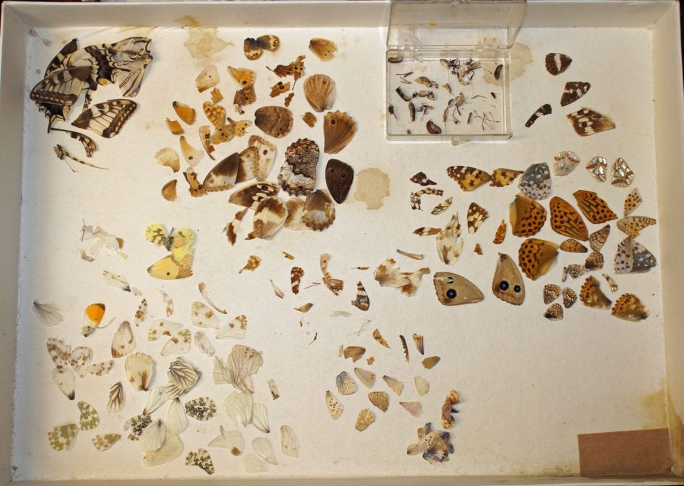 Wings, fragments and body parts rescued from the case and roughly classified