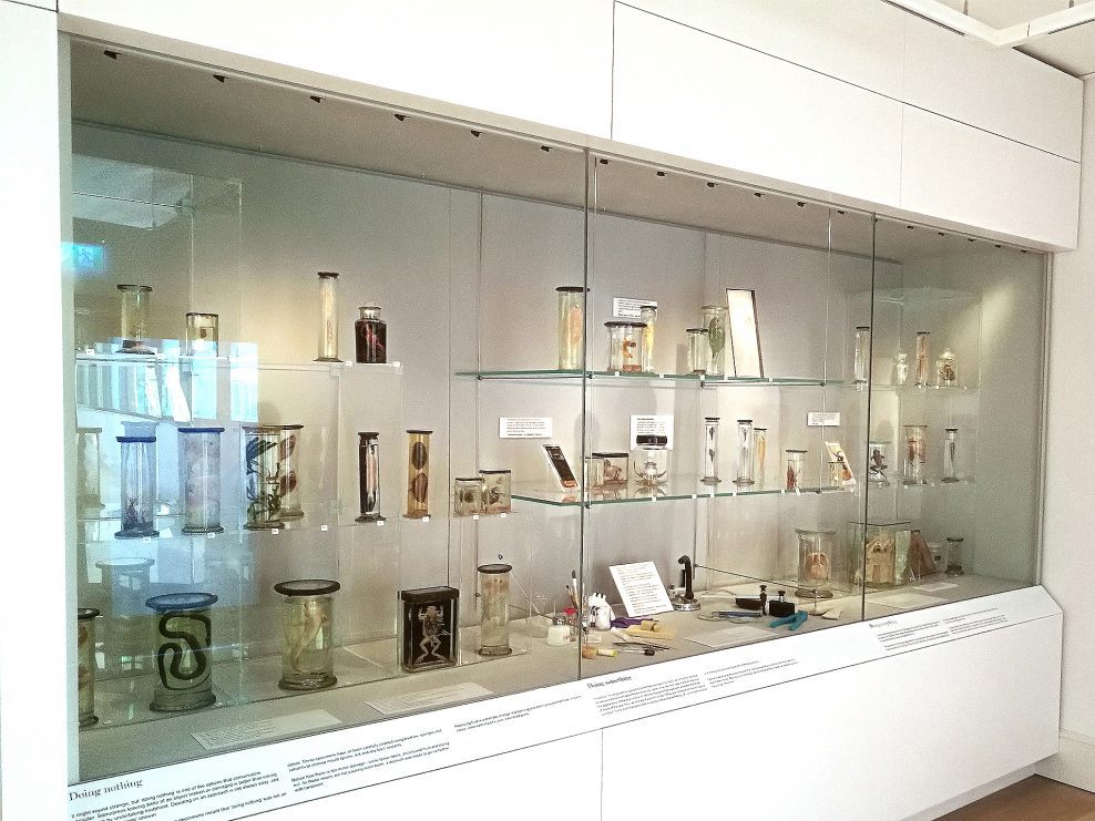 The Pickling Project, St Albans Museums