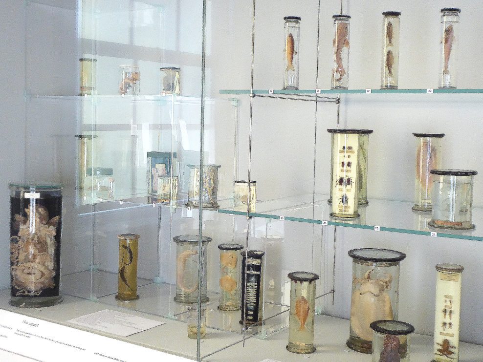The Pickling Project, St Albans Museums