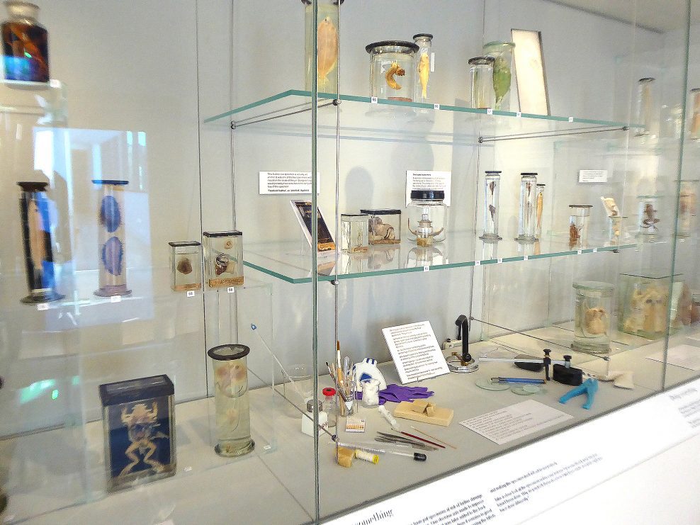 The Pickling Project, St Albans Museums